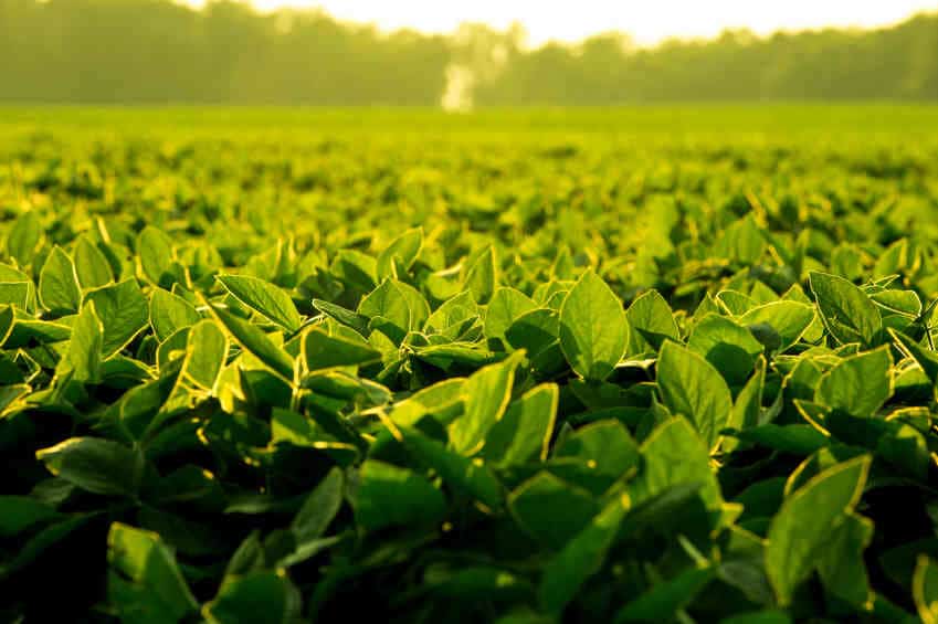 soybean-field-yield-gmo