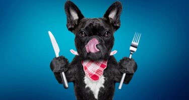 dog-with-utensils.jpg