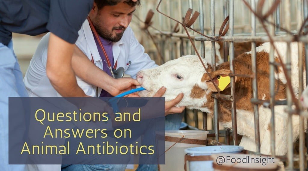 Questions and Answers: Animal Antibiotics, Antimicrobial Resistance and  Impact on Food Safety – Food Insight