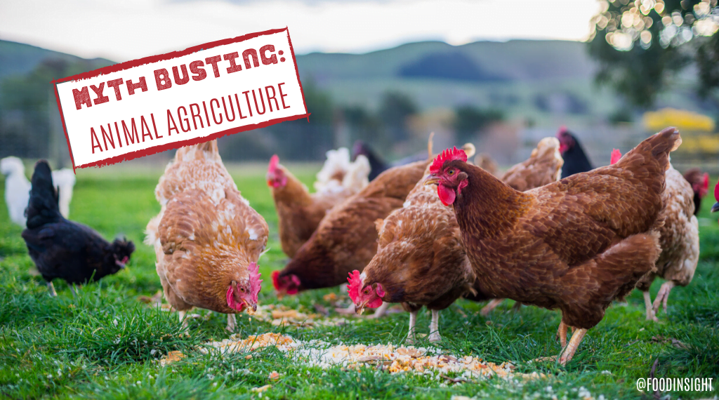 Busting Myths About Animal Agriculture