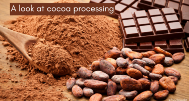 Unwrapping Our Chocolate: Cocoa Processing Insights