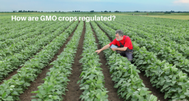 GMO Crops: Safety, Regulation and Sustainability Insights
