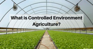 Growing in New Ways with Controlled Environment Agriculture