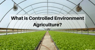Growing in New Ways with Controlled Environment Agriculture